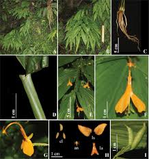 Image result for Globba