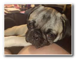 Apparently I M Photogenic Credit Tychopug On Twitter In 2020 Pug Dog Dogs Pugs