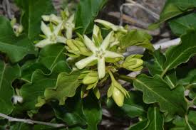Image result for Marsdenia macrantha