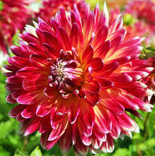See more ideas about plants, bulb, bulb flowers. Dahlia Bulbs Roots Bulbs For Planting Shocking Beautiful Big Flowers 1 Bulbs White Patio Lawn Garden Plants Seeds Bulbs Urbytus Com