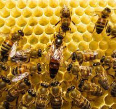 In the spring, large colonies divide in two as a means of propagating the species. Hymlisa Honey About Bees