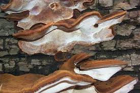 Image result for Ischnoderma resinosum