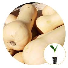 Intermediate resistance to powdery mildew, papaya ring spot virus, watermelon mosaic virus, and zucchini yellow mosaic virus. Ferry Morseferry Morse Plantlings Live Baby Plants 1 3in Waltham Butternut Squash 3 Pack Dailymail