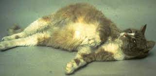 Liver cancer may not have any symptoms, or they might be hard to spot. Liver Cirrhosis In Cats Vetlexicon Felis From Vetlexicon Definitive Veterinary Intelligence