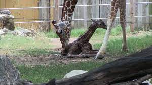 Abi The Giraffe Gives Birth To Konza At The Topeka Zoo Youtube Topeka Zoo Giraffe Zoo Giraffe