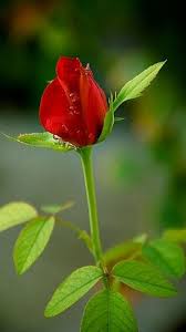 Maybe you would like to learn more about one of these? Rose Dp Rose Flower Dp Whatsapp Dp Rose
