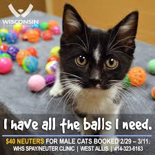 Is spaying or neutering the cat, dangerous? 40 Neuter Surgeries For Male Cats At Whs Spay Neuter Clinic Wisconsin Humane Society
