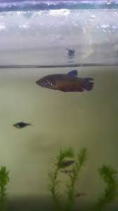 Betta Fish Uk Betta Fish Ideas Bettafish Fishbetta Two Female Siamese Fighting Fish Betta 5 00 End Date Wednesda Siamese Fighting Fish Betta Betta Fish
