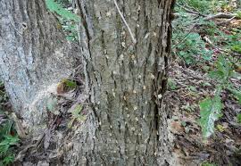 Image result for Pittosporum mildbraedii