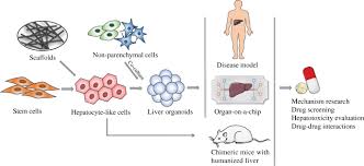 We did not find results for: Advancements In Stem Cell Derived Hepatocyte Like Cell Models For Hepatotoxicity Testing Stem Cell Research Therapy Full Text