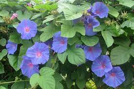 Morning Glory Weed Identification Brisbane City Council