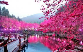 زهر الكرز باليابان مع أجمل صور طبيعة خلابة wonders of the world beautiful places to visit places around the world