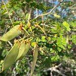 Image result for Caesalpinia cassioides