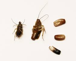 All About Baby Cockroaches Cockroach Nymph Guide Bug Lord
