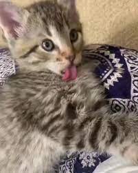 Cat S Condition After Eating Too Much Chili Cat S Condition After Eating Too Much Chili Petfoodbran Cute Baby Cats Cute Baby Animals Cute Cats And Kittens