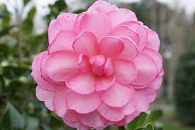 Camellia D Page 2 Camellia Beautiful Flowers Flowers