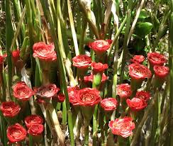 Image result for Etlingera