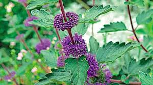 Image result for Caryopteris odorata