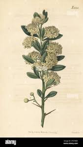 Image result for Gymnosporia arbutifolia