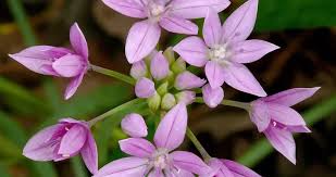 Image result for Amaryllidaceae