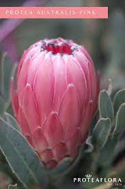 Protea Australis Pink In 2020 Container Flowers Protea Flower Australian Flowers