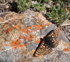 Many of our most common butterflies belong to. Orange Brush Footed Butterfly Photograph By Cary Leppert