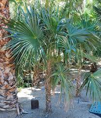 Image result for Coccothrinax