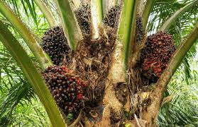 One of the world's largest palm oil exporter. Malaysia To Pilot Blockchain For Sustainable Palm Oil Ledger Insights Enterprise Blockchain
