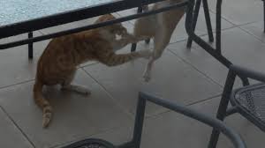 Check spelling or type a new query. Kung Fu Kitty Uses Epic Karate Move In Cat Fight