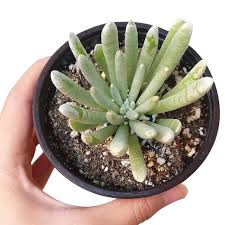 Image result for Senecio sp.no.3