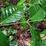 Image result for Pouchetia