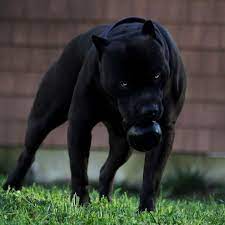 50 ideas dogs black pitbull pitbull dog black pitbull beautiful dogs