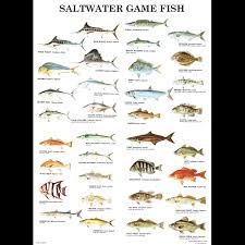 Gmcos Saltwater Game Fish Poster Laminated
