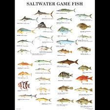 gmcos saltwater game fish poster laminated