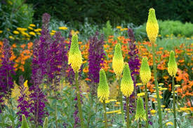 A Terrific Border Idea With Kniphofia Lobelia And Helenium Plants Cottage Garden Plants Flower Garden