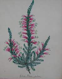 Erica Spp Flower Book Best Flower Wallpaper