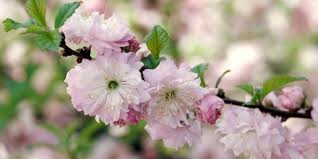 Its trunk is about 12 inches (30 cm) in diameter. Flowering Almond Better Homes Gardens