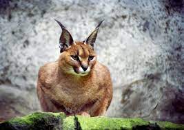 Tato zvířata nemají rád poušť. Caracal Caracal Karakal Biolib Cz