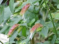 Image result for Saintpauliopsis lebrunii
