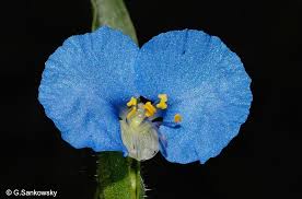 Image result for Commelina nyasensis
