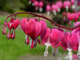 Sending You Beautiful Heart Shaped Flowers Lots Of Prayers And Love From Washington State Miss Cal Bleeding Heart Flower Most Beautiful Flowers Bleeding Heart