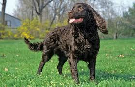 It is intelligent and loyal to its master. American Water Spaniel Breed Information