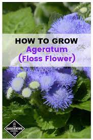 Ageratum Ageratum Houstonianum Is A Great Choice For Flower Beds Borders And Containers In Most Gardening Growing Flowers Flower Landscape Gardening Zones