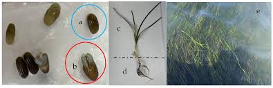 Image result for Zostera capensis