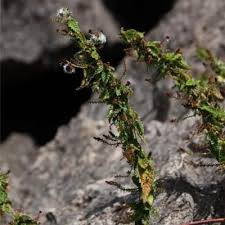 Image result for Tragiella natalensis