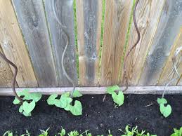 Heirloom variety with almost stringless pods. Peas The Crafty Cultivator