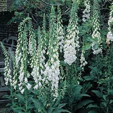Digitalis Purpurea Alba Beautiful Flowers Garden Flower Pot Garden Perennials
