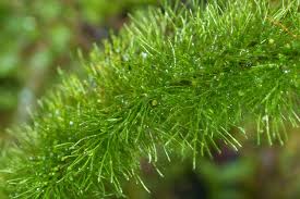 Image result for Abrodictyum