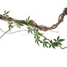 Twisted Big Jungle Vines With Leaves Of Wild Morning Glory Liana Plant Isolated Sponsored Wild Leaves Glory Vine Drawing Palm Tree Art Jungle Tattoo