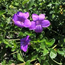 Image result for Barleria